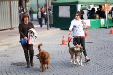 Un paseo c&iacute;vico para promover la adopci&oacute;n de perros abandonados