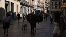 Un burro sorprende a los viandantes a las puertas del Clínico