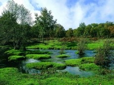 El Rebollar: la comarca nacida del bosque