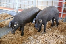 Tomás García, de Muñoz, logra dos de los seis premios deI Concurso Interregional de Porcino...