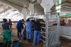 Borbón, un toro limusín, el más pesado con 1.339 kilos