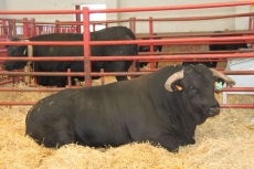 Pedro Flores, de Cáceres: La feria es una oportunidad para dar a conocer nuestra ganadería