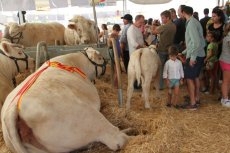 Pleno de las ganaderías salmantinas en el concurso de la raza charolesa