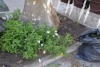 Foto 2 - Las flores de la Plazuela del Buen Alcalde resultan dañadas en el proceso de poda de los árboles