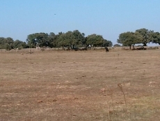 Foto 6 - Los buitres matan una vaca y un becerro a un ganadero de Villares de Yeltes