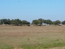 Foto 5 - Los buitres matan una vaca y un becerro a un ganadero de Villares de Yeltes