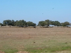 Foto 4 - Los buitres matan una vaca y un becerro a un ganadero de Villares de Yeltes