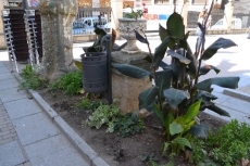 Foto 3 - Las flores de la Plazuela del Buen Alcalde resultan dañadas en el proceso de poda de los árboles
