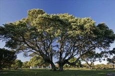 El campo charro: Hogar del toro bravo