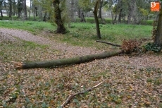 Foto 6 - 1Foto: Árbol al suelo en una Alameda Vieja cada vez más otoñal