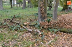 Foto 5 - 1Foto: Árbol al suelo en una Alameda Vieja cada vez más otoñal