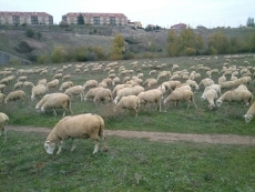 Foto 4 - Las ovejas se cuelan en el paisaje urbano