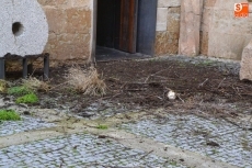 Foto 3 - Los Bomberos retiran un nido de cigüeña del Convento de San Francisco