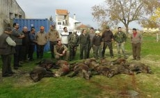 Foto 5 - Buena montería en Cerralbo con 13 cochinos en la junta de carnes