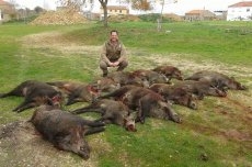 Foto 3 - Buena montería en Cerralbo con 13 cochinos en la junta de carnes