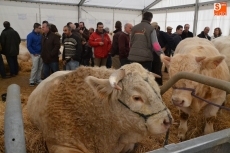 Foto 4 - La versión extendida de San Andrés completa la “transición” de las Ferias Ganaderas