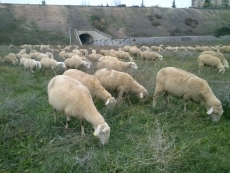 Las ovejas se cuelan en el paisaje urbano