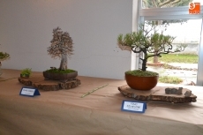 Foto 5 - Roberto Álvarez y José Barco muestran sus bonsáis en el CSA Aldea