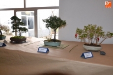 Foto 4 - Roberto Álvarez y José Barco muestran sus bonsáis en el CSA Aldea