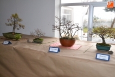 Foto 3 - Roberto Álvarez y José Barco muestran sus bonsáis en el CSA Aldea