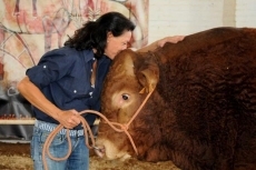 Epidemia, el toro de Salamaq: Un ejemplar limusín adjudicado en 12.200 euros