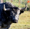 Foto 2 - 'Chileno II', un toro cardeno y de más de 540 kilos será el Toro del V Centenario 