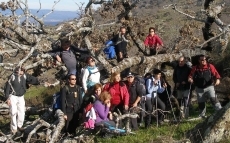 Foto 5 - El CD de Montaña y Senderismo El Teso realiza su primera ruta del año en el Valle del Jerte