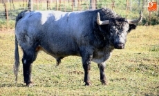 Foto 4 - 'Chileno II', un toro cardeno y de más de 540 kilos será el Toro del V Centenario 