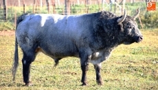 Foto 3 - 'Chileno II', un toro cardeno y de más de 540 kilos será el Toro del V Centenario 