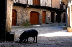 Fiesta del marrano de San Antón en La Alberca