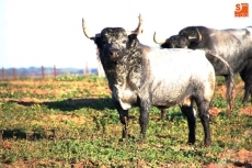 'Chileno II', un toro cardeno y de m&aacute;s de 540 kilos ser&aacute; el Toro del V Centenario 