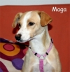 Foto 1 - ‘Maga’, la heroína que excavó un túnel para proteger a sus cachorros