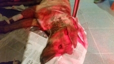 Muere Aura, la galga de 4 meses abandonada en un contenedor de basura con signos de maltrato