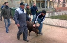 San Mu&ntilde;oz celebra el Carnaval del Cerdo