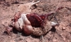 Foto 2 - El lobo mata ahora 11 ovejas en Ahigal de los Aceiteros