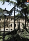 Foto 1 - Caída de un árbol en el paseo de Torres Villarroel