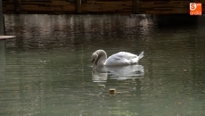 Foto 4 - La Alamedilla recupera su alma, los patos vuelven al estanque 