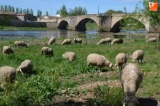 Foto 6 - 1Foto: Las ovejas continúan realizando su trabajo