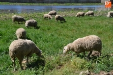 Foto 5 - 1Foto: Las ovejas continúan realizando su trabajo