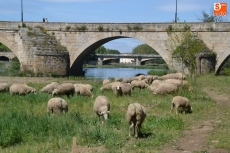 Foto 4 - 1Foto: Las ovejas continúan realizando su trabajo