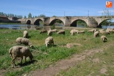 Foto 3 - 1Foto: Las ovejas continúan realizando su trabajo