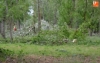 Foto 2 - La Alameda Vieja muda de aspecto con la tala de unos 80 árboles en mal estado