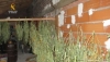 Foto 2 - Detenido un hombre de 36 años en Béjar con 76 plantas de marihuana