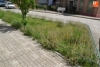 Foto 2 - Denuncian la dejadez del Ayuntamiento con el parque y los jardines de la calle Alberca