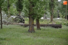 Foto 6 - La Alameda Vieja muda de aspecto con la tala de unos 80 árboles en mal estado