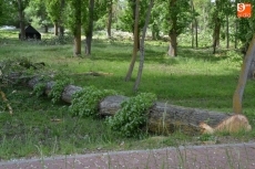 Foto 6 - Una montaña de troncos como resultado de la profunda tala