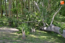 Foto 3 - Una montaña de troncos como resultado de la profunda tala