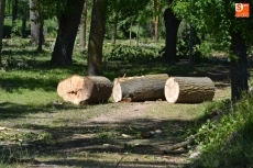 Foto 5 - Día de retirada de los troncos cortados a la par que aparecen las pelusas