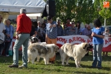 Foto 4 - La I Mostinada Mirobrigense anima la tarde sabatina en la Feria de Mayo