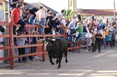Foto 5 - El Toro de San Miguel Arcángel resulta de nuevo un éxito